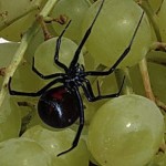 Black widows grapes