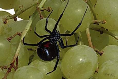 Black Widows in Grapes : Giant customer finds spider in produce