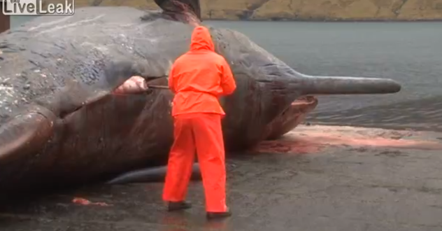 Exploding whale video not a story for lunchtime viewing!