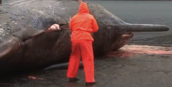 Exploding whale video : not a story for lunchtime viewing!
