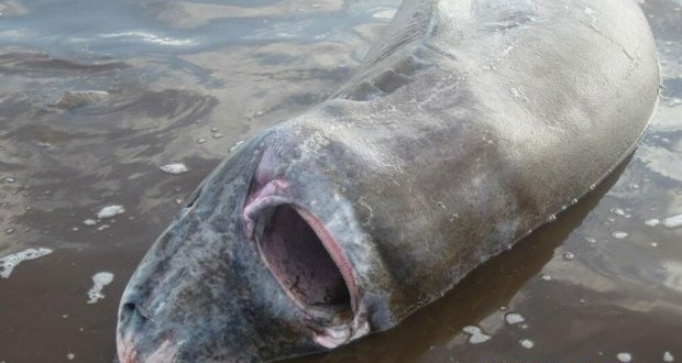 Greenland shark : choking on moose hide rescued in eastern Canada (PHOTO)