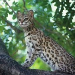 New wild cat species found in Brazil