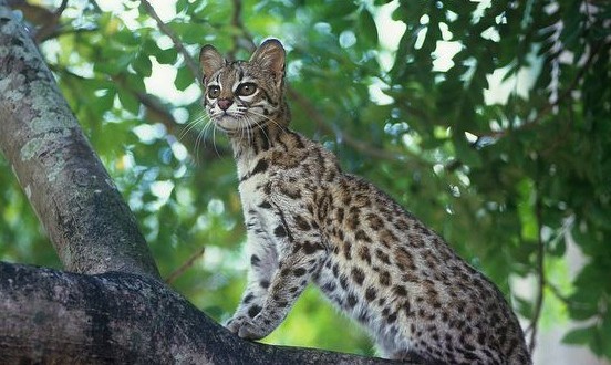New wild cat species found in Brazil