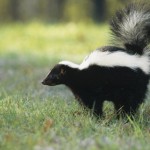 Nuisance skunks in Buffalo were trapped and killed by city officials