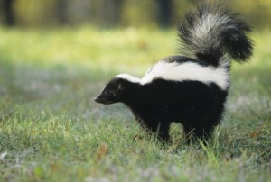 Nuisance skunks in Buffalo were trapped and killed by city officials