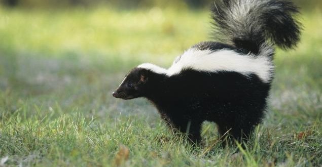 Nuisance skunks in Buffalo were trapped and killed by city officials