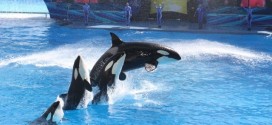 SeaWorld contact ban