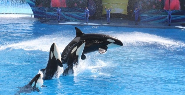 SeaWorld contact ban : limiting interaction between whale and trainer