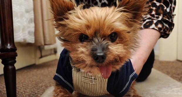 Yorkshire Terriers : Car Stolen With Owner’s Dog Inside