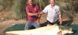 albino catfish