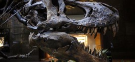 dueling dinosaurs