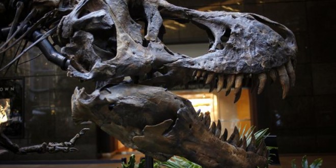 Dueling dinosaurs : fossil for auction in New York (VIDEO)