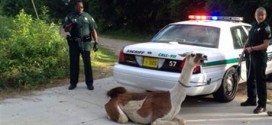 llama in Tallahassee caught using lasso and taser