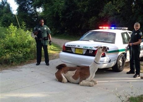 llama in Tallahassee caught using lasso and taser