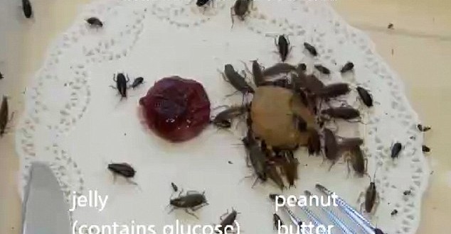 Mutant cockroaches evolved to find sweet jelly bitter