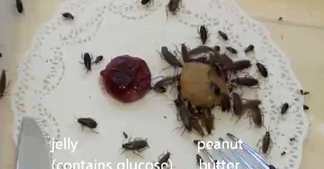 mutant cockroaches evolved to find sweet jelly bitter