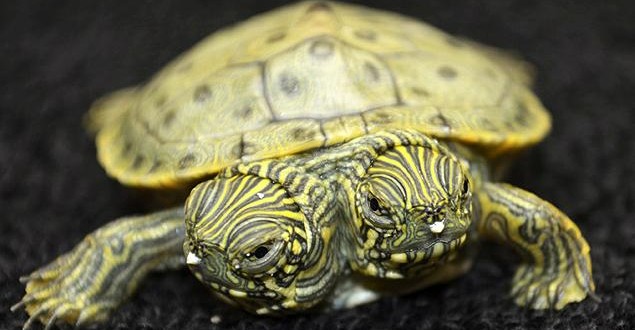 Two-headed turtle because twining process didn't finish