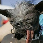 2007 World's Ugliest Dog Elwood dies suddenly