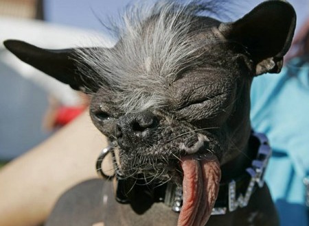 2007 World’s Ugliest Dog Elwood dies suddenly
