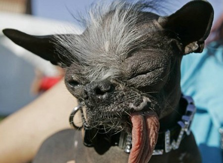 2007 World's Ugliest Dog Elwood dies suddenly