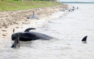 30 whales stranded off Florida coast