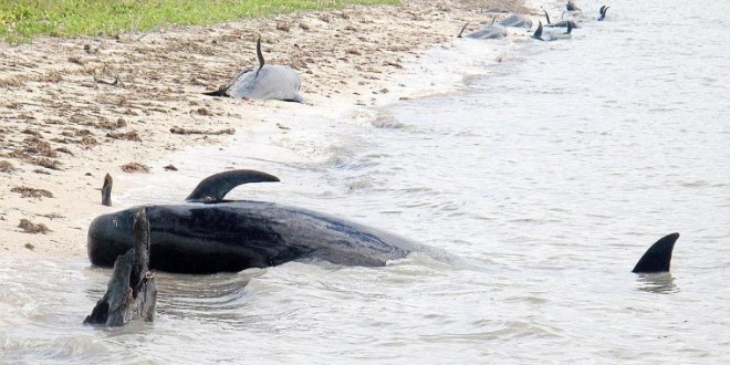 30 whales stranded off Florida coast