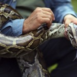 4-metre Python kills security guard in Bali hotel
