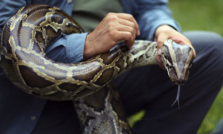 4-metre Python kills security guard in Bali hotel