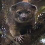 Adorable Olinguito is first carnivore found in Western Hemisphere in 35 years