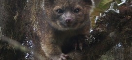 Adorable Olinguito is first carnivore found in Western Hemisphere in 35 years