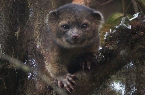 Adorable Olinguito is first carnivore found in Western Hemisphere in 35 years