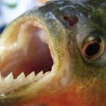 Carnivorous Fish Attack Bathers in a River on Christmas Day