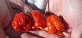 Carolina Reaper is world's hottest pepper