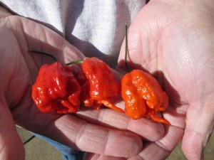 Carolina Reaper is world's hottest pepper