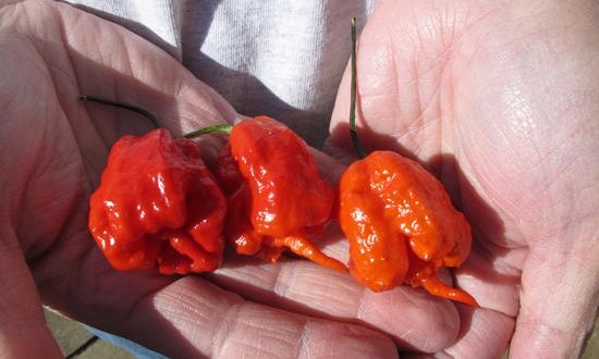 Carolina Reaper is world’s hottest pepper