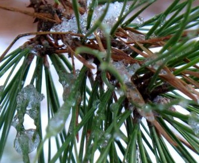 Christmas knickers made from pine needles