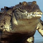 Crocodile Handlers In Florida : Seeks $25-Per-Hour Wranglers