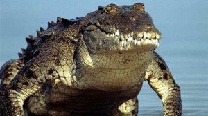 Crocodile Handlers In Florida : Seeks $25-Per-Hour Wranglers