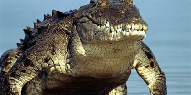 Crocodile Handlers In Florida : Seeks $25-Per-Hour Wranglers​​ (PHOTO)