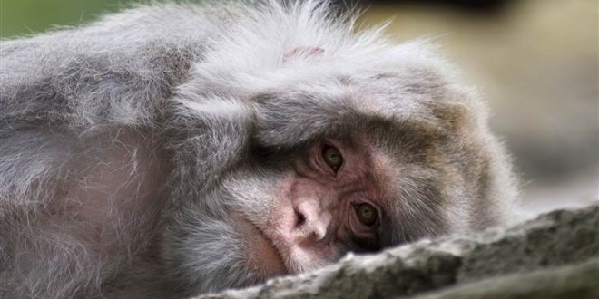 Harvard Monkeys Die From Mistreatment : USDA Fines School $24K for Deaths of Lab Animals