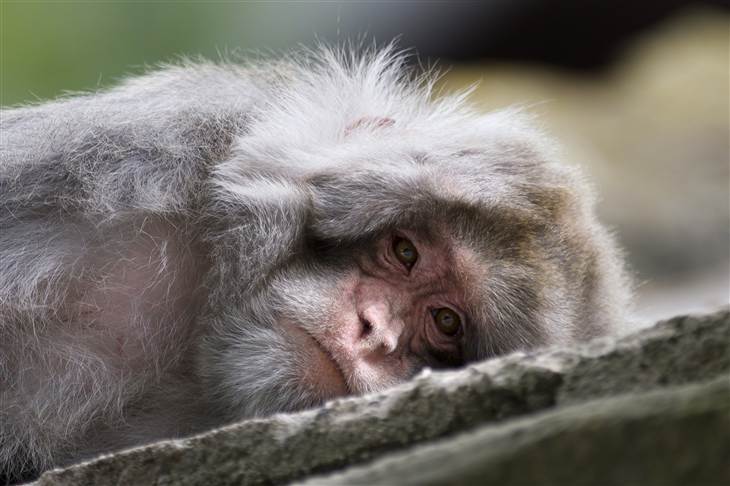 Harvard Monkeys Die From Mistreatment USDA Fines School