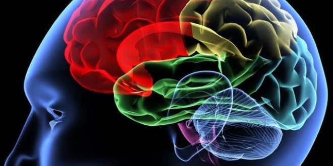 Head Trauma Lead to Alzheimer’s Disease, Study