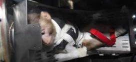 Iran sends second monkey into space