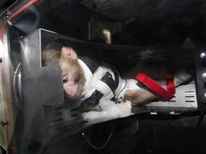 Iran sends second monkey into space