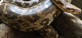Japan police find 80 snakes in osaka home