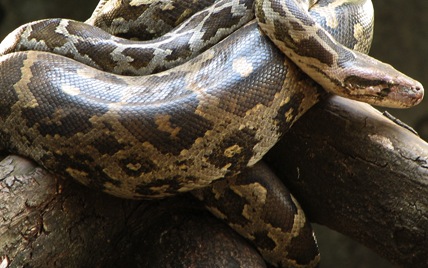 Japan police find 80 snakes in osaka home