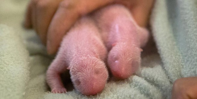 Last Twin giant panda cubs born in first U.S. birth since 1987 (PHOTO)