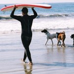 Loews Coronado Bay Resort surfing Dog Competition, coach