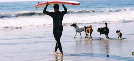 Loews Coronado Bay Resort surfing Dog Competition, coach