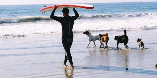 Loews Coronado Bay Resort surfing Dog Competition, coach